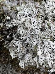 Hypogymnia tubulosa