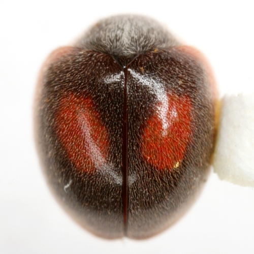 Native Anovia
