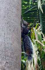 Sciurus colliaei
