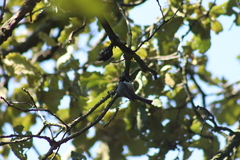 Poecile sclateri