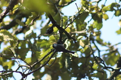 Poecile sclateri