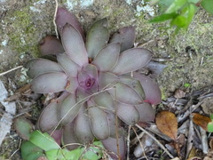 Crassula orbicularis