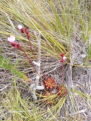Drosera aliciae