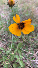 Thelesperma filifolium