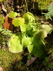 Pinguicula
