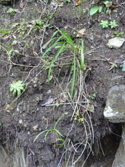 Crassula orbicularis