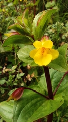 Erythranthe glabrata