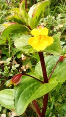 Erythranthe glabrata