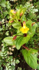 Erythranthe glabrata