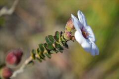 Adenandra uniflora