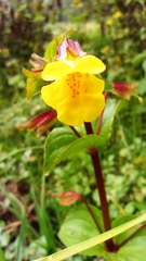 Erythranthe glabrata