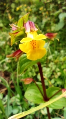 Erythranthe glabrata