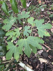 Gyrocarpus americanus