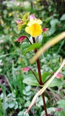 Erythranthe glabrata