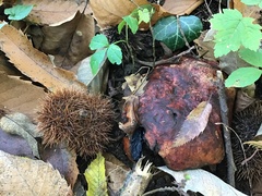 Neoboletus erythropus