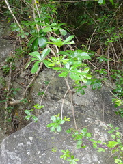Cussonia thyrsiflora