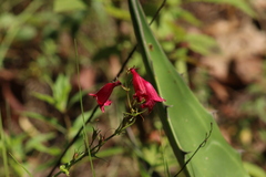 Penstemon roseus