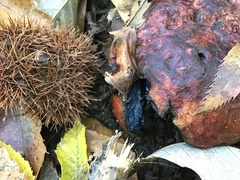 Neoboletus erythropus