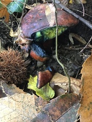 Neoboletus erythropus