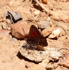 Aloeides thyra thyra