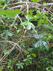 Cussonia thyrsiflora