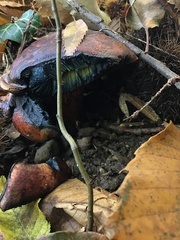Neoboletus erythropus