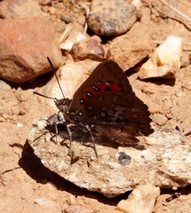 Aloeides thyra thyra