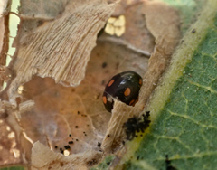 Hyperaspis quadrioculata