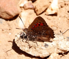 Aloeides thyra thyra