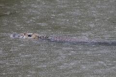 Melanosuchus niger