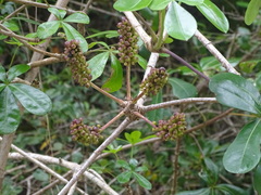 Cussonia thyrsiflora