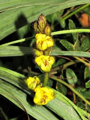 Hypoxis galpinii