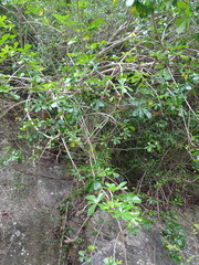 Cussonia thyrsiflora