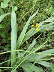 Hypoxis galpinii