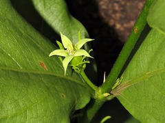 Fadogia