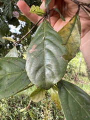 Terminalia