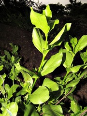 Fadogia