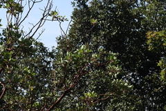 Arbutus