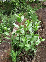 Fadogia