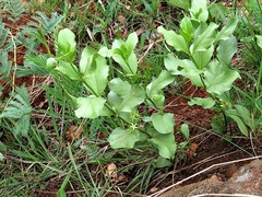Fadogia
