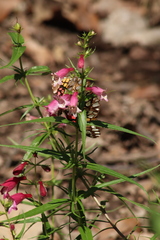 Penstemon roseus