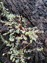 Euphorbia thymifolia