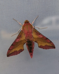 Deilephila porcellus