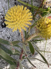 Leucospermum prostratum