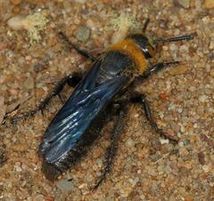 Campsomeriella