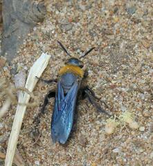 Campsomeriella