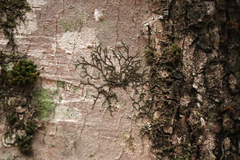 Frullania eboracensis
