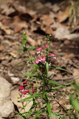 Penstemon roseus