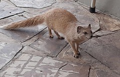 Cynictis penicillata