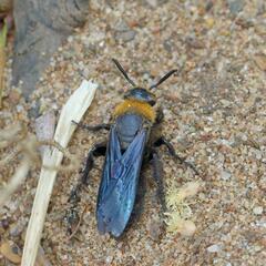 Campsomeriella